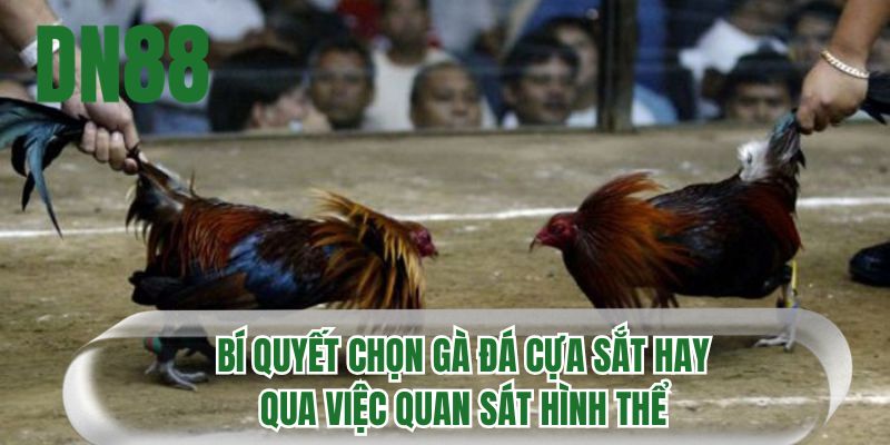 Bí quyết chọn gà đá cựa sắt hay qua việc quan sát hình thể